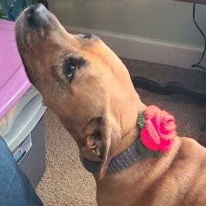 Hand-Crocheted Dog Rose Collars